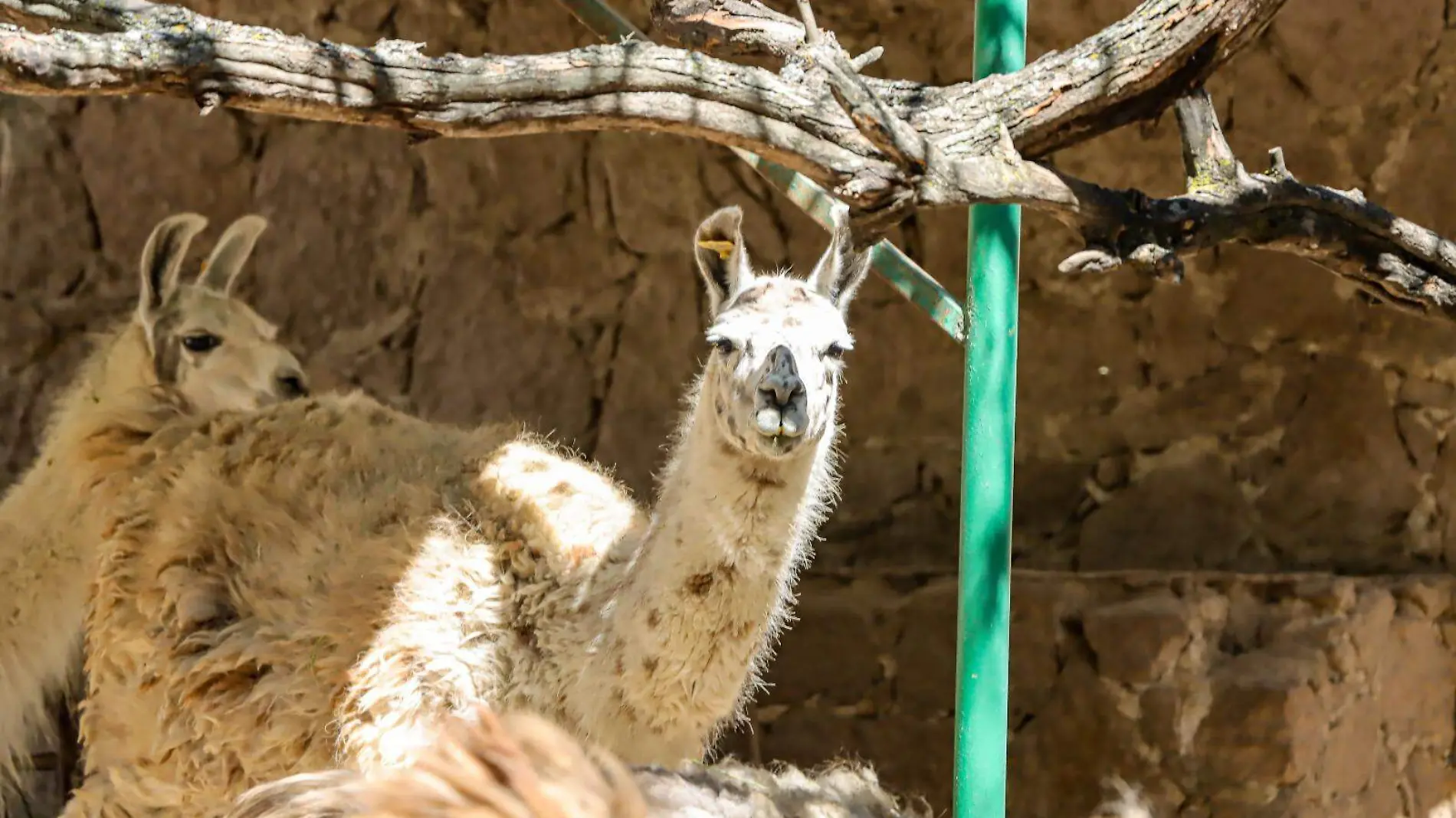 Animales del zoológico de Mexquitic (1)